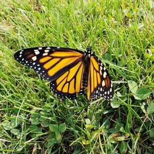 Meet your Posher, Morgan